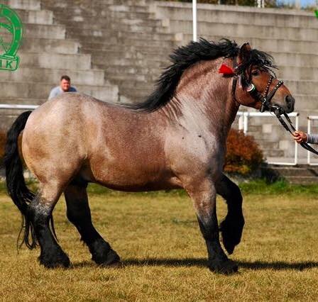 Sztumski Polish Draft Horse